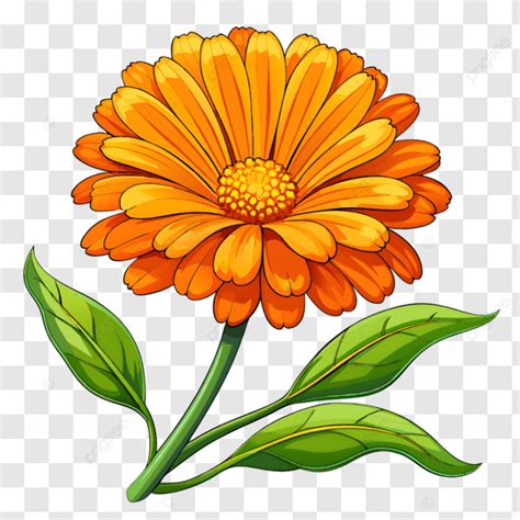 Beautiful Calendula Flower Beautiful Calendula Beautiful Flowers