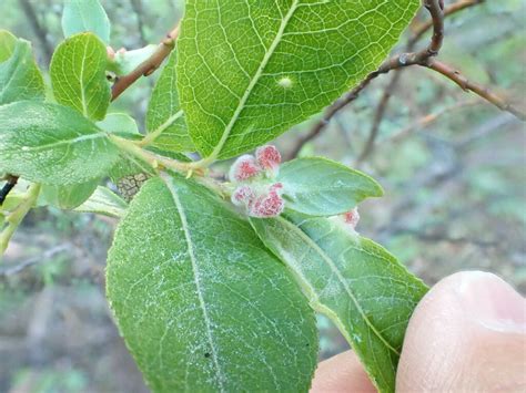 Gall And Rust Mites From Columbia Shuswap Bc Canada On June 30 2023