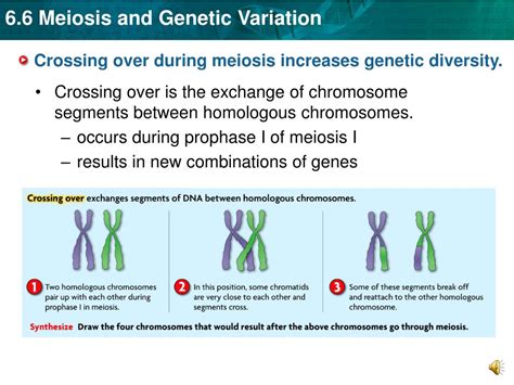 Ppt Key Concept Independent Assortment And Crossing Over During Meiosis Result In Genetic