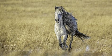 Wild horses of Mongolia IX : r/Horses