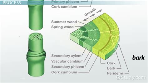 Secondary Growth In Plants Overview And Process Lesson