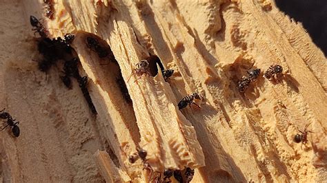 How To Find Carpenter Ant Nests Picture Of Carpenter