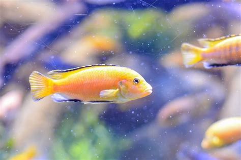 Imagen De Peces Bajo El Agua En El Acuario Del Tanque De Agua Foto