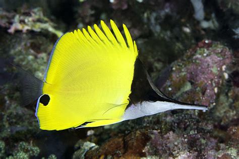 Longnose Butterflyfish Reef Fish Of The Hawaiian Islands INaturalist