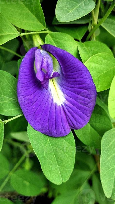 Purple Butterfly Pea Flower Clitoria Ternatea Is Good For Health Herbal