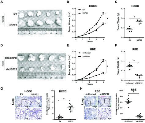 Usp22 Promotes Cca Tumorigenesis And Metastasis In Vivo A F Each Of 1