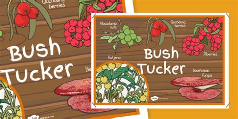 Bush Tucker Display Poster Teacher Made