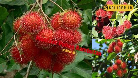 Manfaat Pohon Rambutan Yang Perlu Kamu Ketahui Solider