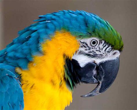 blue and gold macaw : Biological Science Picture Directory – Pulpbits.net