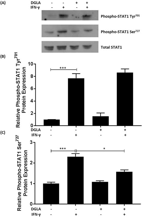 Dgla Attenuates Ifn Induced Phosphorylation Of Stat On Serine