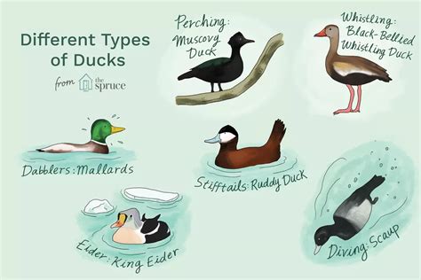 Pin on Ducks and Geese