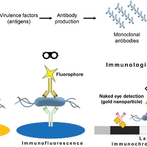 Immunoassay Formats Include Elisa Enzyme Linked Immunosorbent Assay