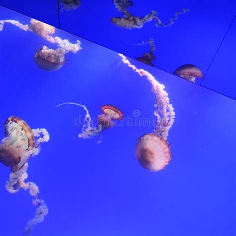 Jellyfish in aquarium stock image. Image of aquarium - 147413483