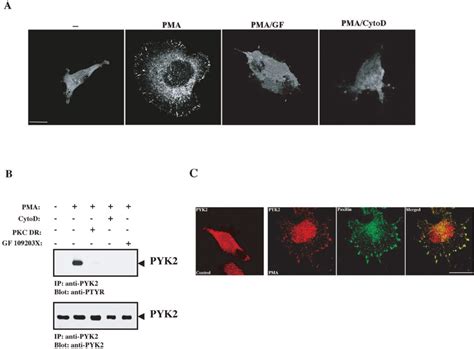 Tyrosine Phosphorylation And Translocation Of Pyk2 In Response To Pkc Download Scientific