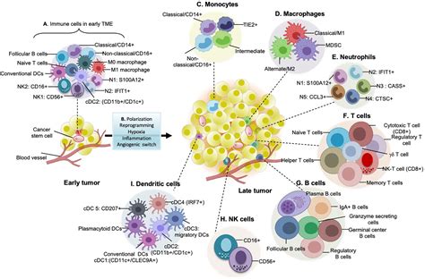 Frontiers Remodeling Of Stromal Cells And Immune Landscape In