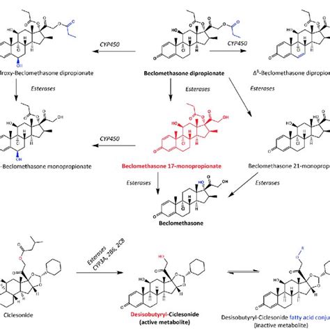 Remdesivir And Gs Metabolism To Nucleoside Triphosphate With