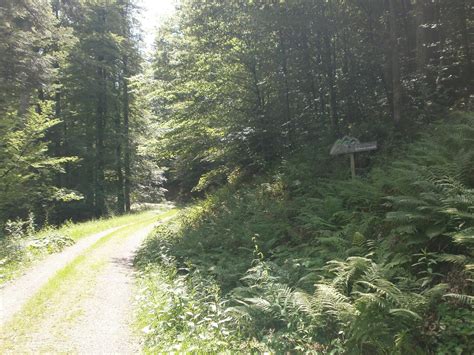 Der Schwarzwald und seine Natur Wanderung im Verlauf der Genießer