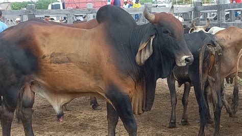 Feira De Gado Em Dois Riachos Al Confira Muitas Novidades