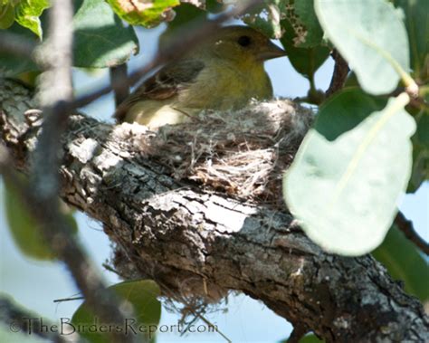 Lesser Goldfinch Update For Bird Photography Weekly The Birders Report