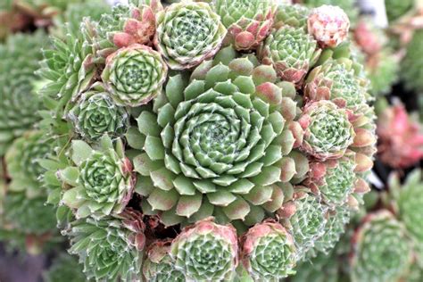 15 Cold Hardy Succulents Hgtv