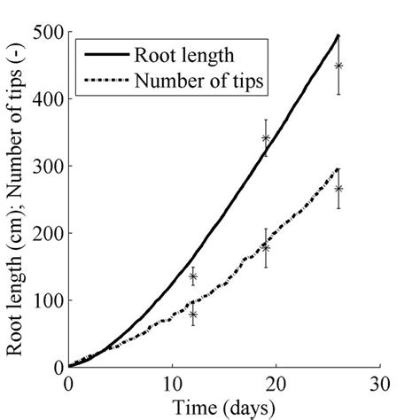 Measured Markers And Simulated Lines Development Of Root Length And