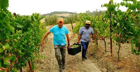 Nel 2023 la vendemmia più scarsa degli ultimi 76 anni Il Sole 24 ORE