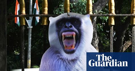 Cutouts Of Menacing Langurs Employed To Deter Rhesus Monkeys Ahead Of