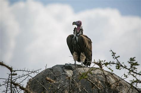 Birding Safari Encircle East Africa