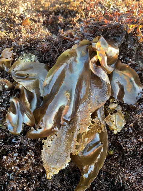 Splendid Iridescent Seaweed From North Pacific Ocean Pacific Grove Ca