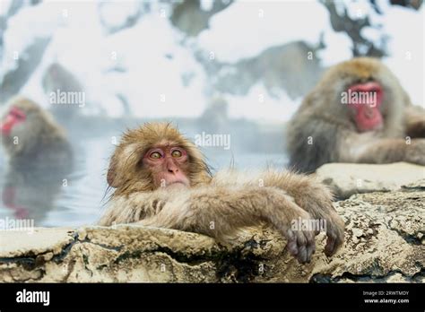 Monkey In Japanese Hot Springs Hi Res Stock Photography And Images Alamy