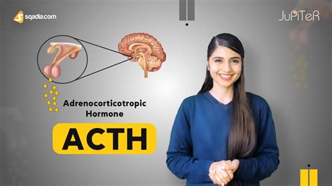 Adrenocorticotropic Hormone Acth Adrenal Gland Physiology Student