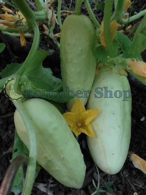 Salt And Pepper Cucumber Cucumber Shop