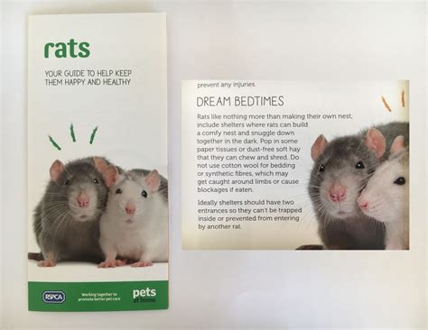 Pets At Home Rspca Leaflet Issue Welfare Advice