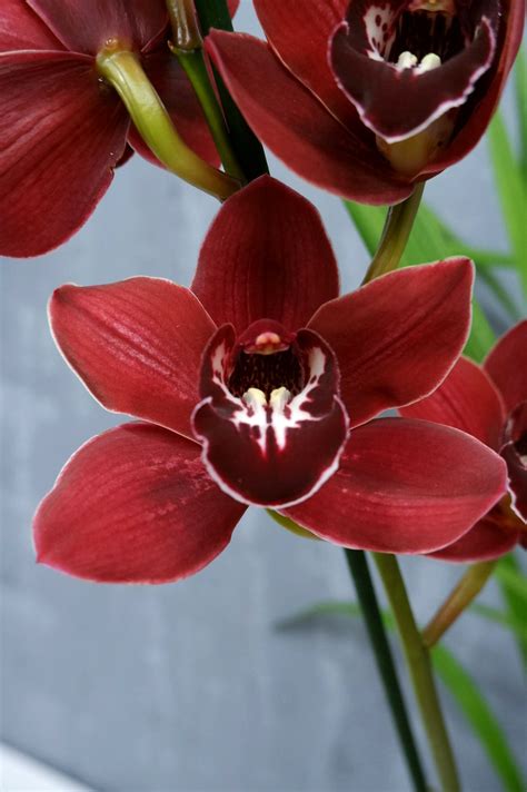 D Couvrir Kuva Cymbidium Vermelho Thptnganamst Edu Vn