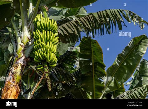 Dwarf Cavendish Bananas From The Canary Islands Banana Leaves Banana