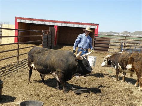 Photos Sportsmans Miniature Bucking Bulls Eastern Montana Bucking