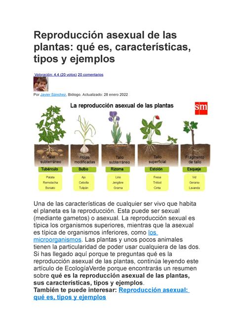 Reproducción Asexual De Las Plantas Reproducción Asexual De Las Plantas Qué Es