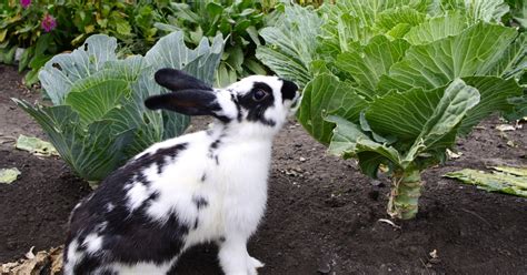 Perennials That Repel Rabbits From Your Garden Leafyjournal