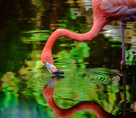 Flamingo Gardens Great Locations