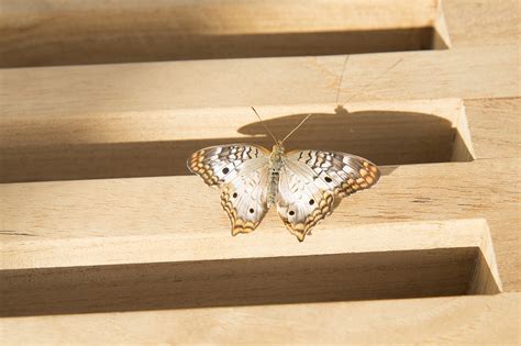 Butterfly Exhibit: Desert Botanical Gardens | E3 RAW Photo