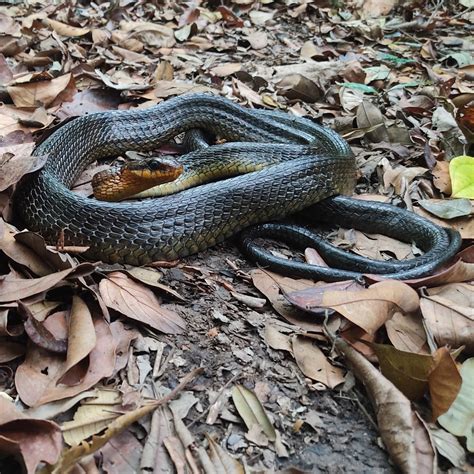 Amazon Puffing Snake From Murici Al Brasil On November At