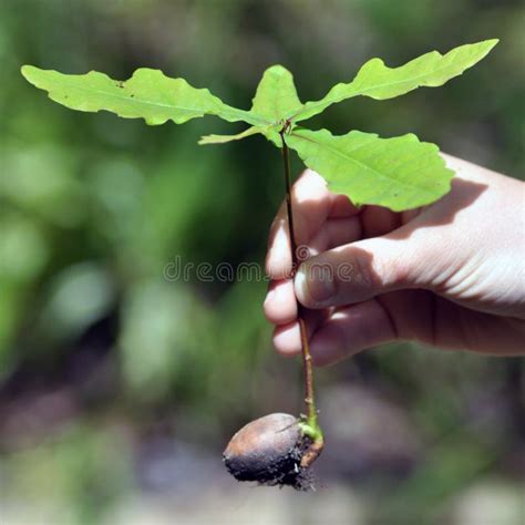 Mighty Oaks From Little Acorns Grow Stock Photo Image 16716220