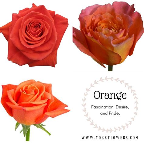 Orange Roses Meaning Rose Rose Meaning Orange Roses