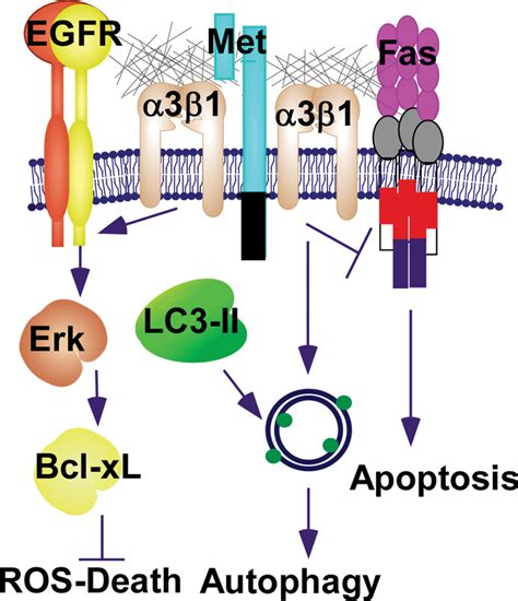 Receptor Tyrosine Kinase Met Promotes Cell Survival Via Kinase