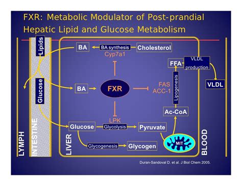 Pharmacological Treatment Of Type 2 Diabetes