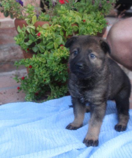 O lt brown collar male new - Zauberberg Kennels German Shepherd puppies and adults for sale in ...