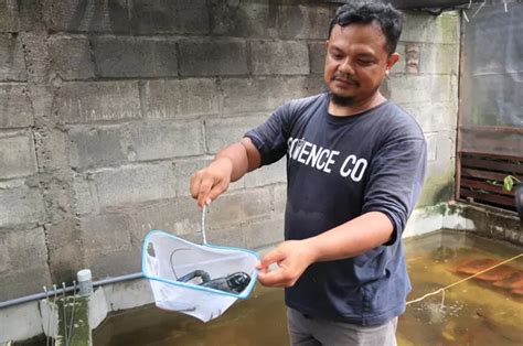 Keren Warga Jombang Ini Bisa Panen Cuan Jutaan Rupiah Dari Budi Daya