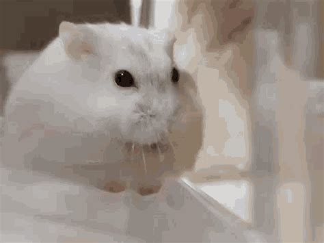 Yawning Hamster 