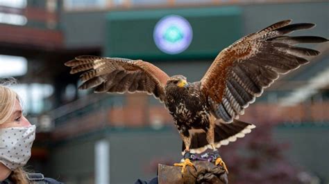Hired Hawk Keep An Eye Over Killer And Violent Seagull In London