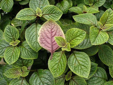 Plectranthus Lamiaceae Image 20354 At PhytoImages Siu Edu